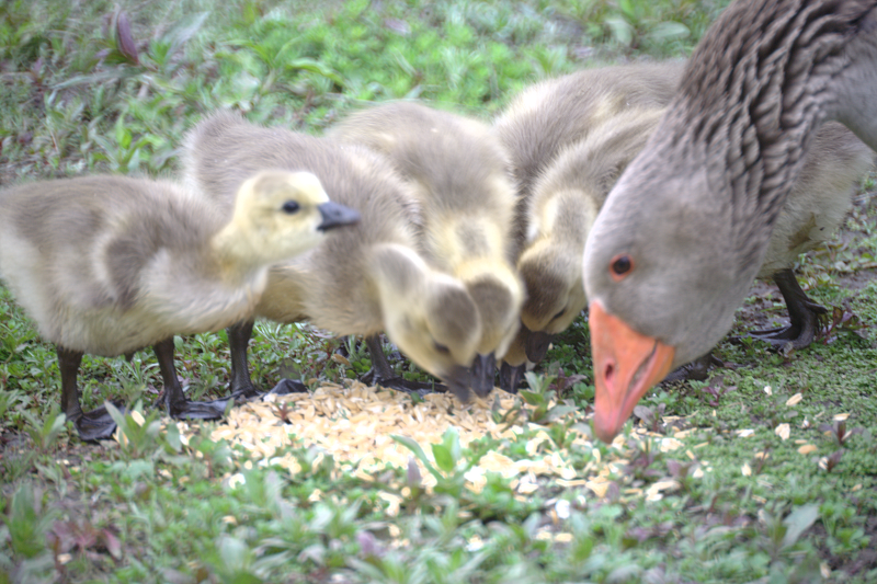 Canada Goose goslings