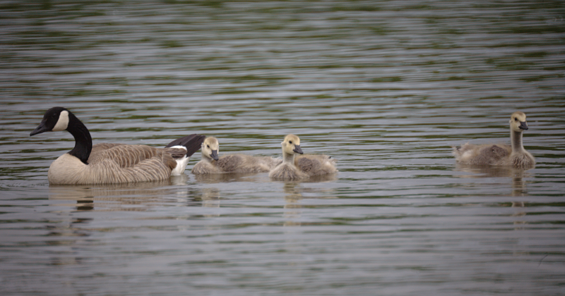 Canada Goose goslings