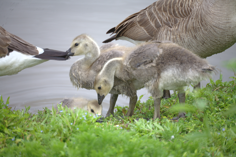 Canada Goose goslings