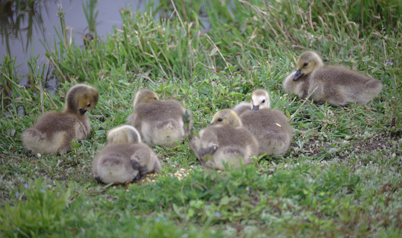 Canada Goose goslings