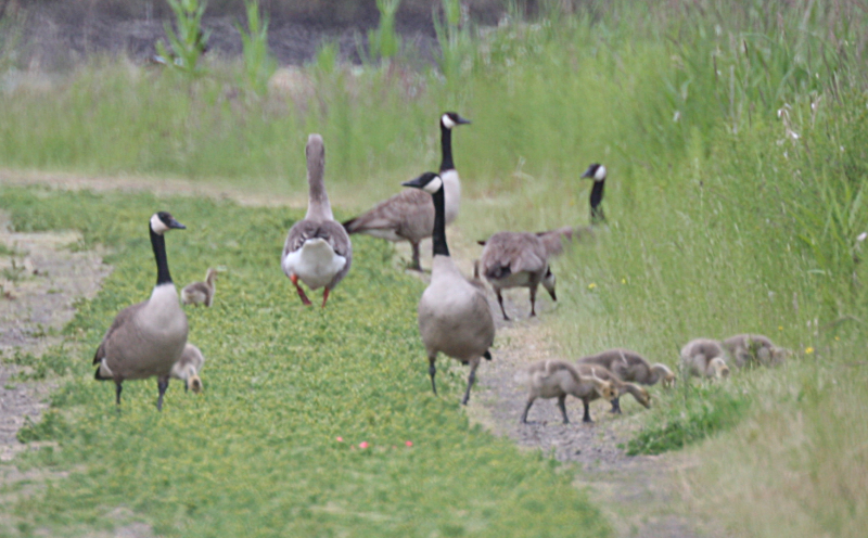 Canada Goose goslings