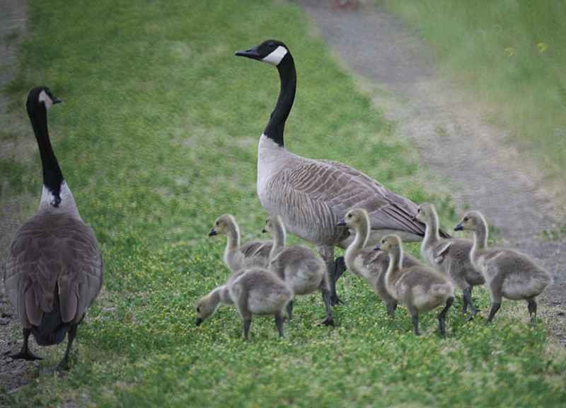 Canada Goose goslings