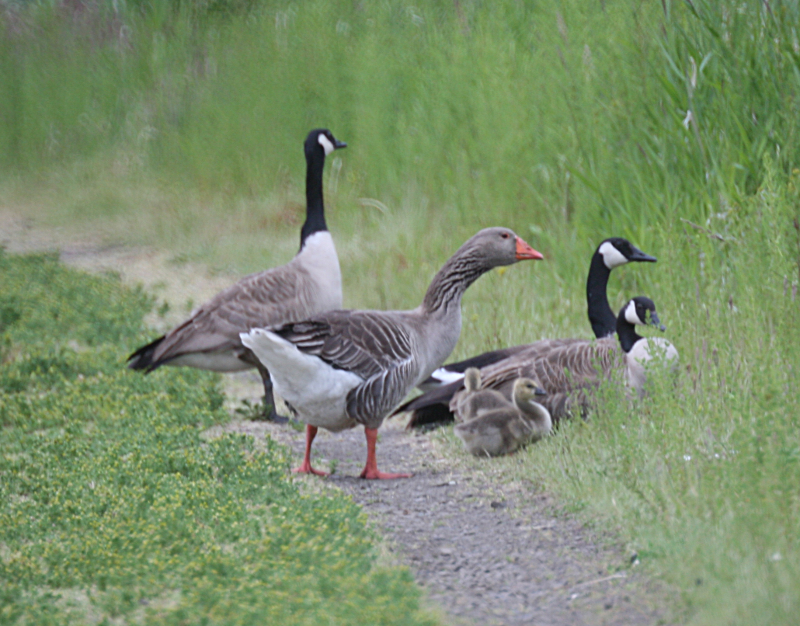 Canada Goose goslings