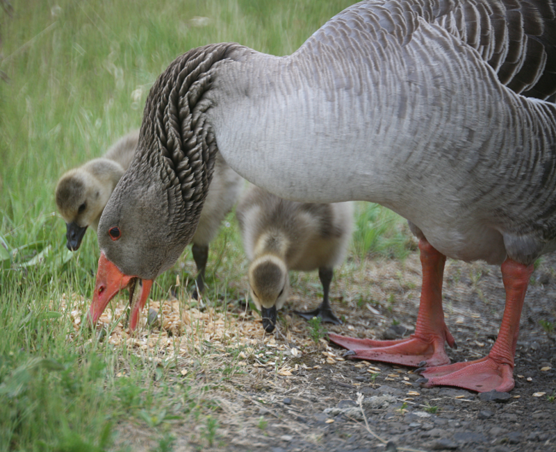 Canada Goose goslings