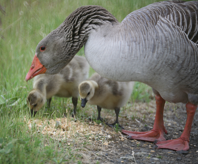 Canada Goose goslings