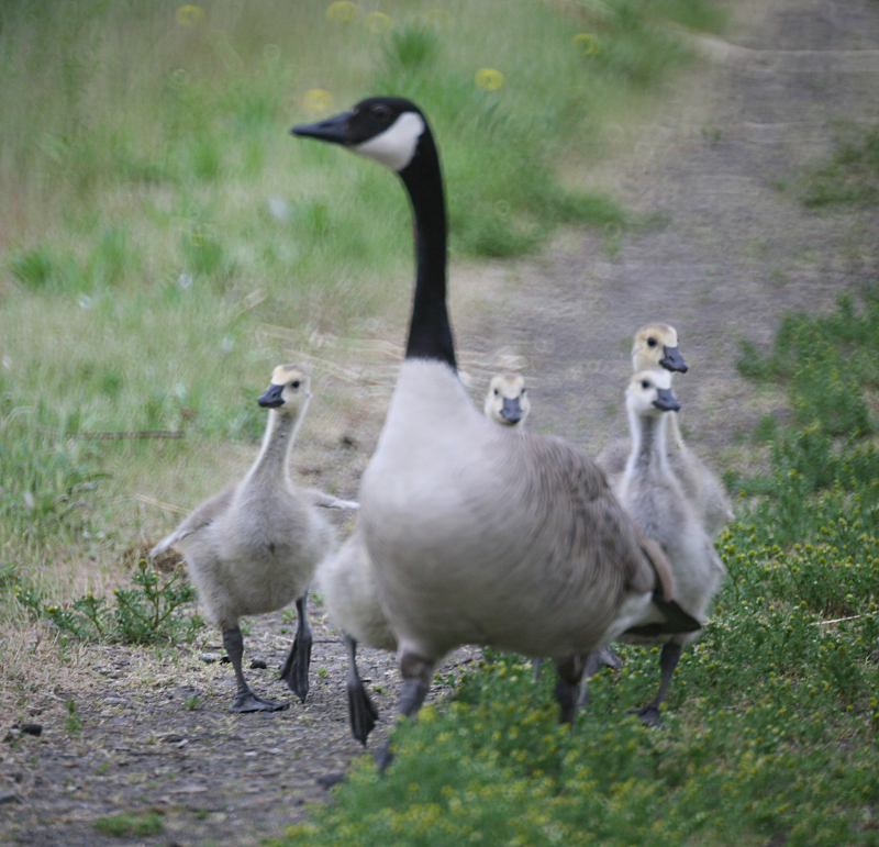 Canada Goose goslings