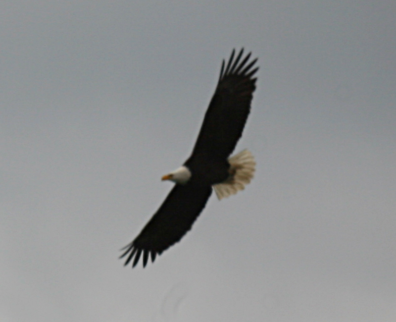 Bald Eagle
