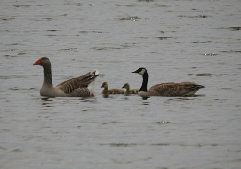 Canada Goose goslings