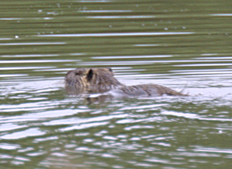 Nutria