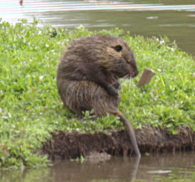 Nutria