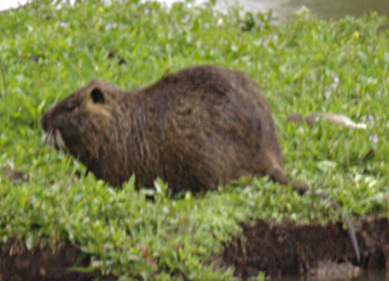 Nutria