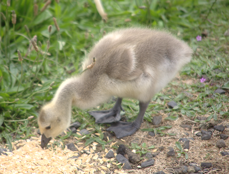 Canada Goose goslings
