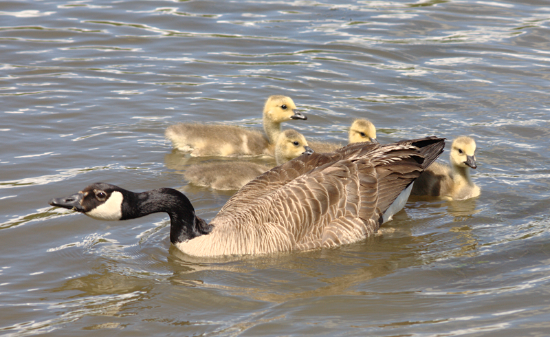 Canada Goose goslings
