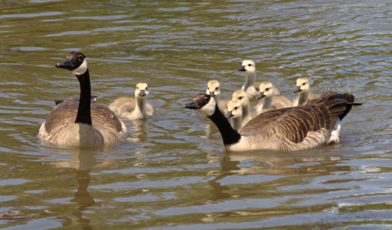 Canada Goose goslings