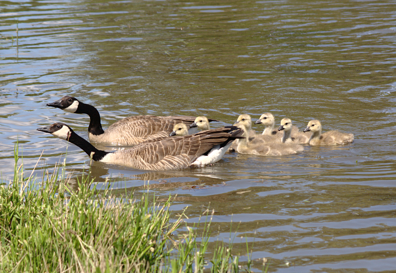 Canada Goose goslings