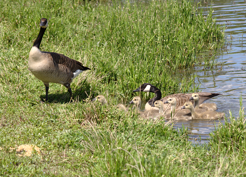 Canada Goose goslings