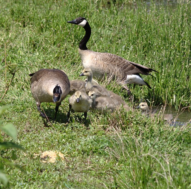 Canada Goose goslings