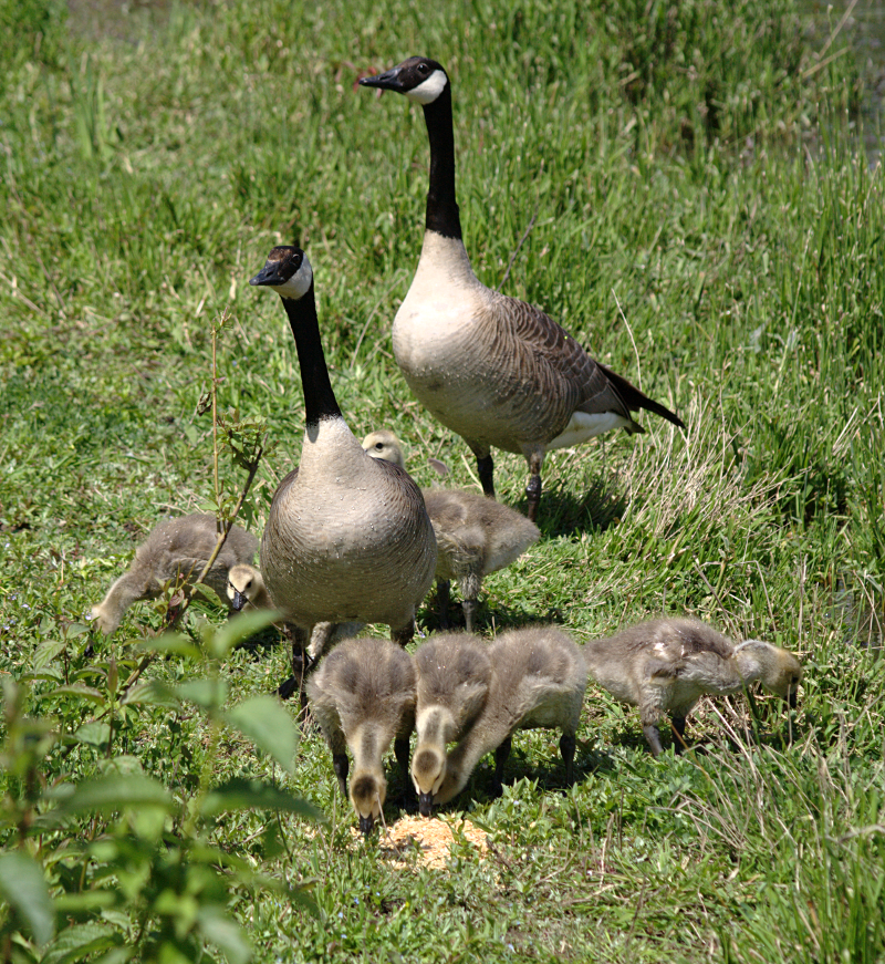 Canada Goose goslings