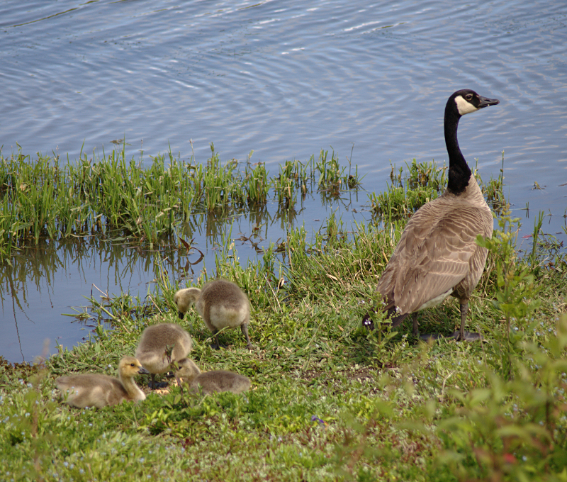 Canada Goose goslings
