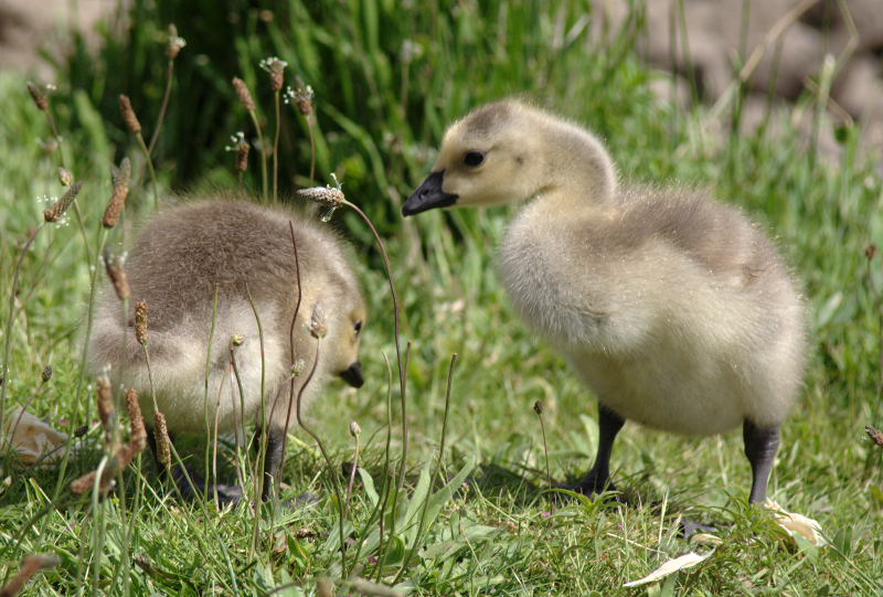 Canada Goose goslings