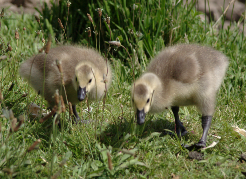 Canada Goose goslings