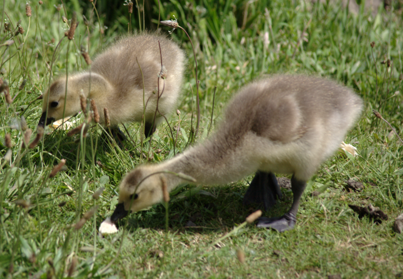 Canada Goose goslings