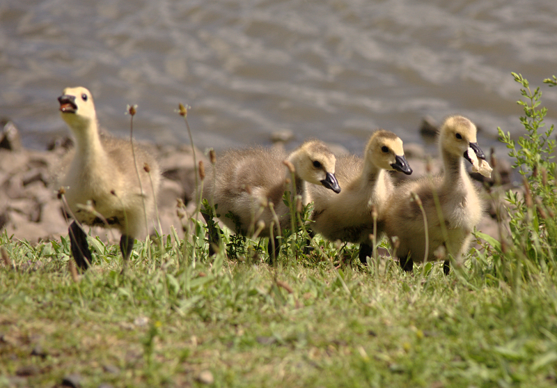 Canada Goose goslings