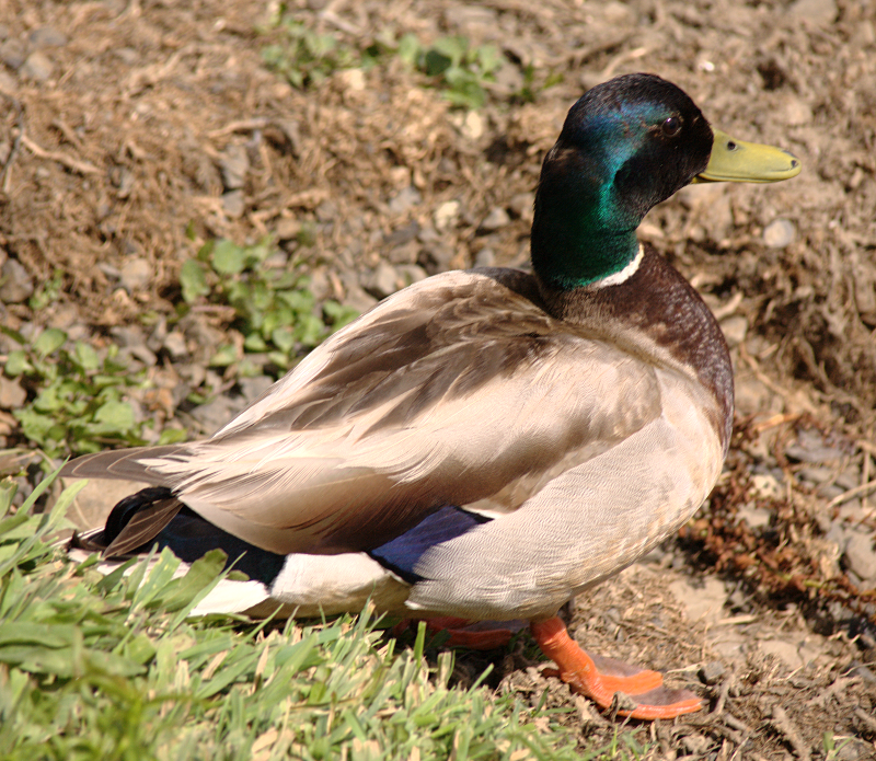 Mallard Drake