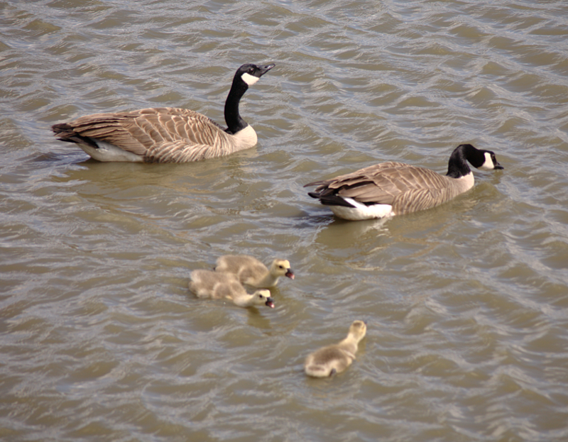 Canada Goose goslings