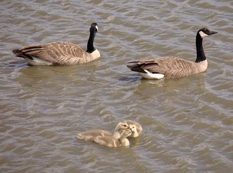 Canada Goose goslings