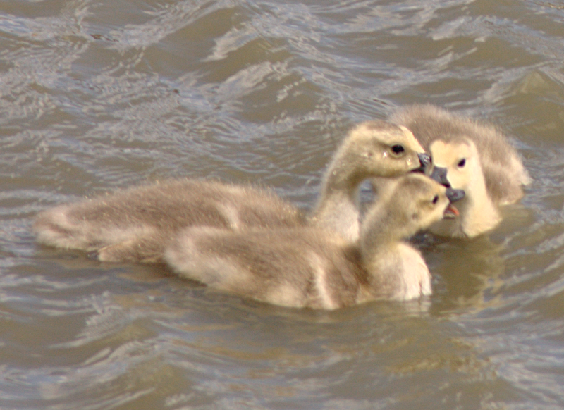 Canada Goose goslings