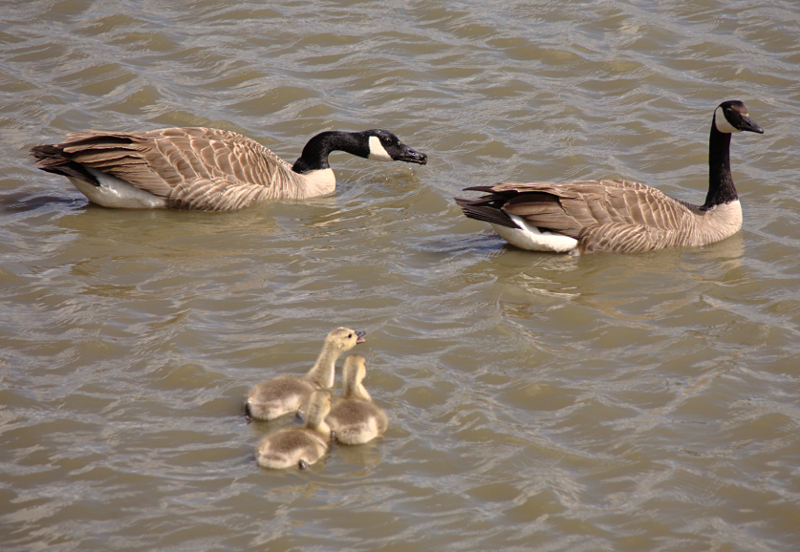 Canada Goose goslings