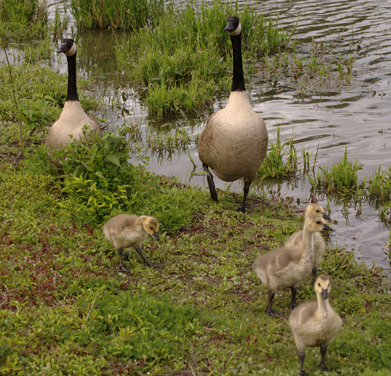 Canada Goose goslings