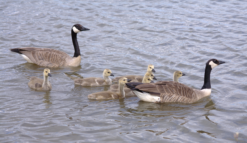 Canada Goose goslings
