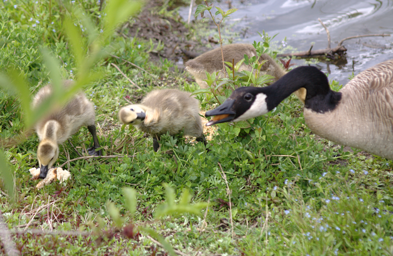 Canada Goose goslings