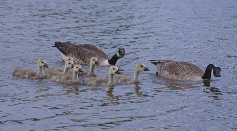 Canada Goose goslings
