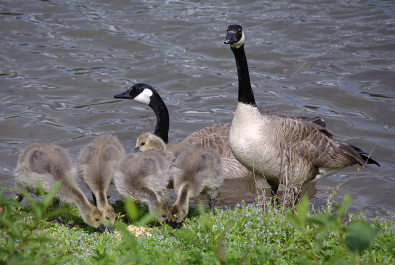 Canada Goose goslings