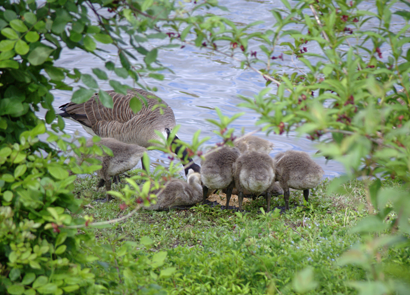Canada Goose goslings