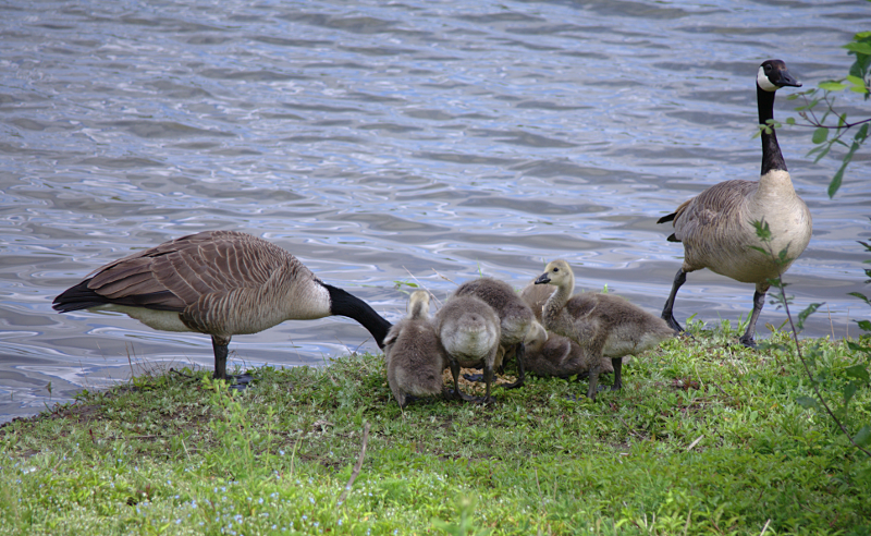 Canada Goose goslings