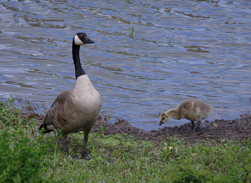 Canada Goose goslings