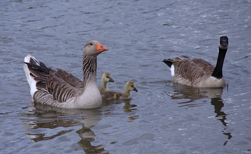 Canada Goose goslings