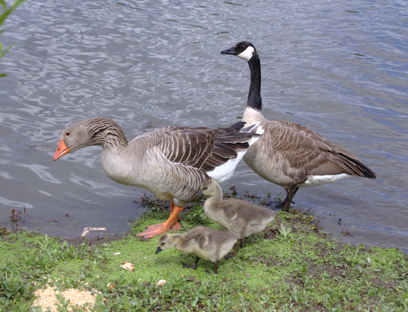 Canada Goose goslings