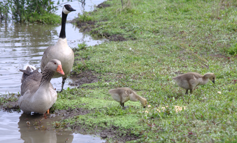 Canada Goose goslings