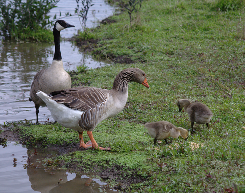 Gus and Canada Goose goslings