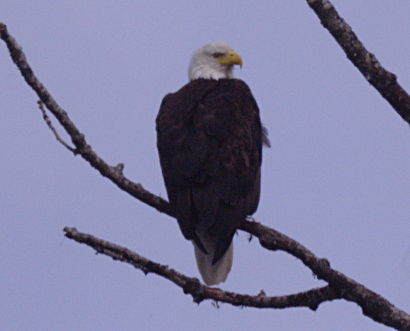 Canada Goose goslings