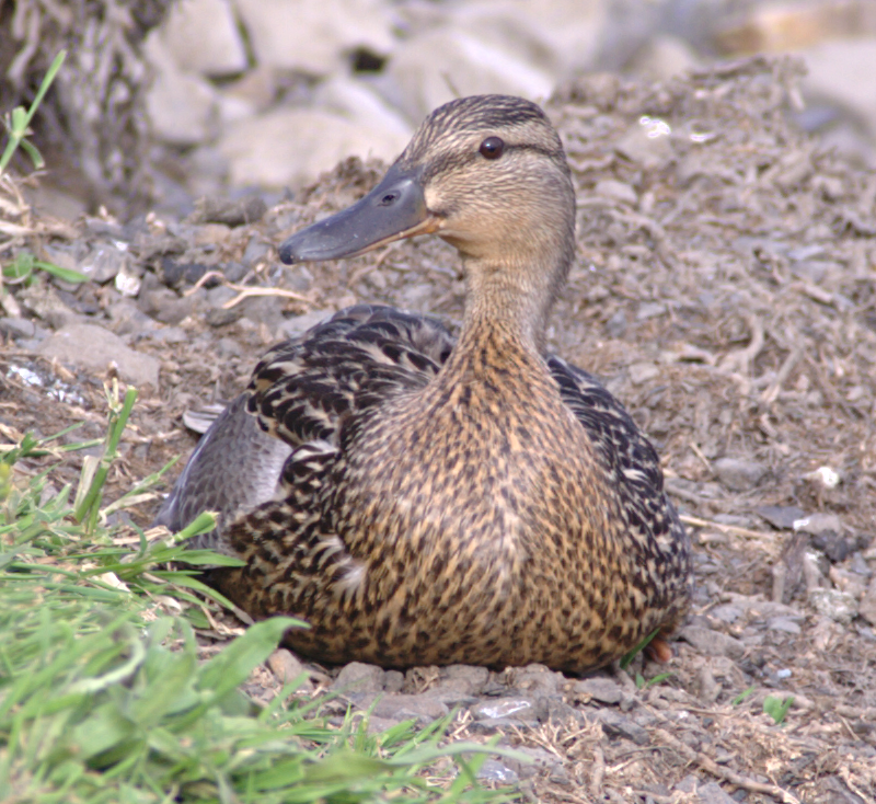 Mallard Duck