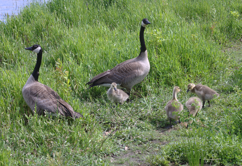 Canada Goose goslings