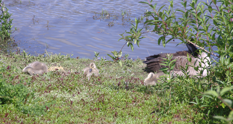 Canada Goose goslings