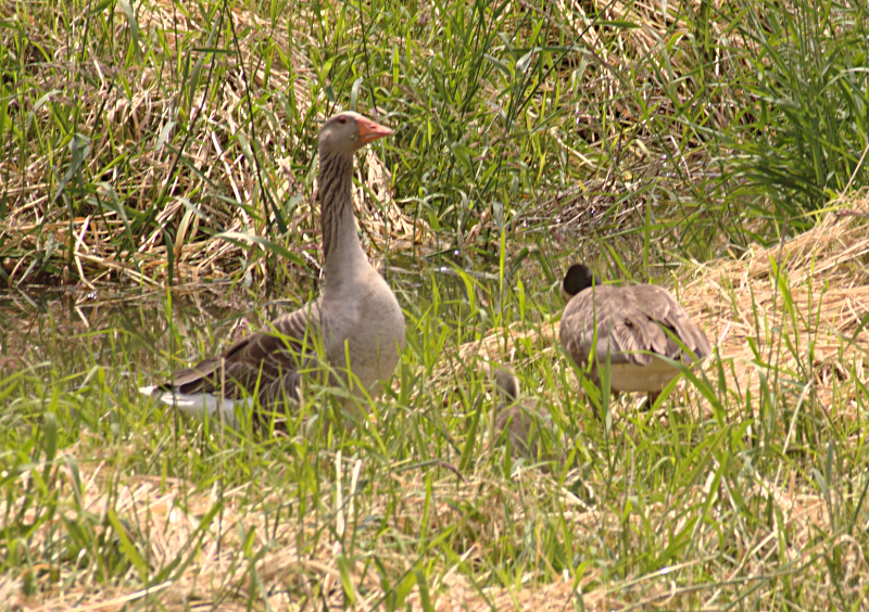Canada Goose goslings