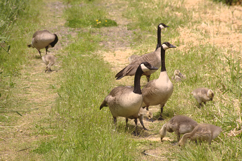 Canada Goose goslings